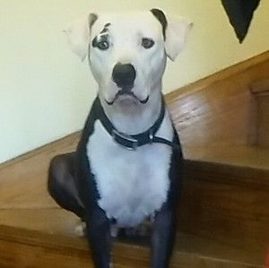 Meet your Posher, Moises